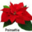 Poinsettia Community Club